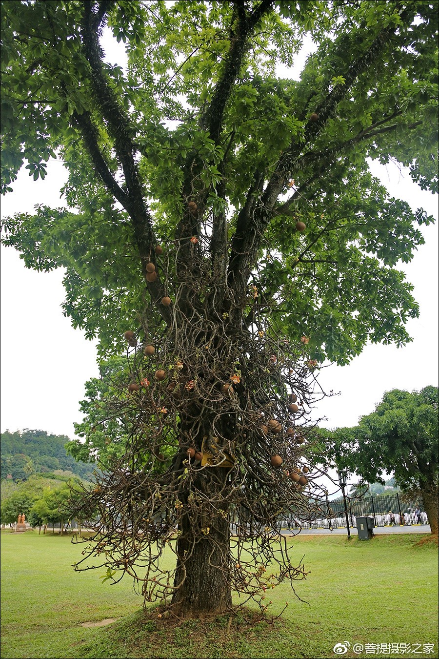 神奇的娑罗花:佛教优昙钵花