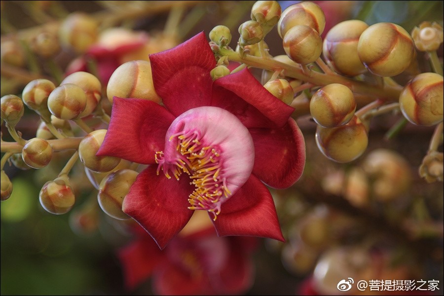 神奇的娑罗花佛教优昙钵花
