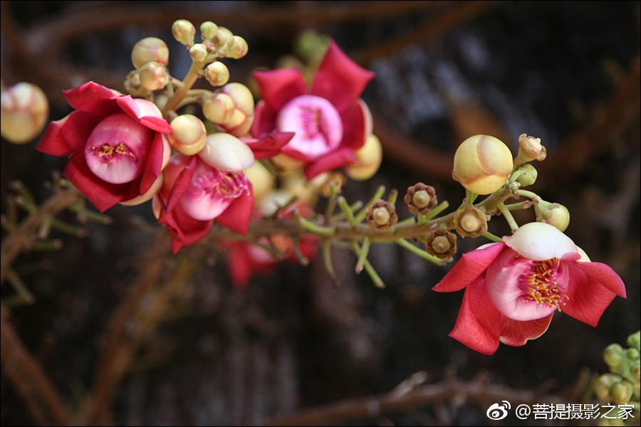 神奇的娑罗花:佛教优昙钵花
