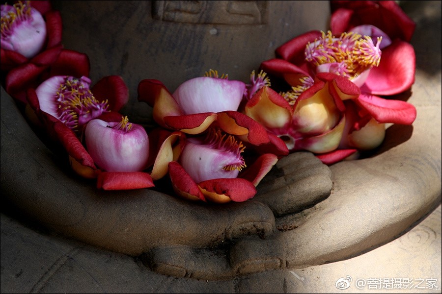 神奇的娑罗花:佛教优昙钵花