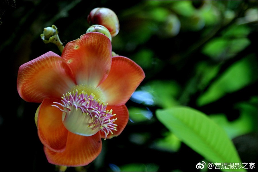 神奇的娑罗花:佛教优昙钵花